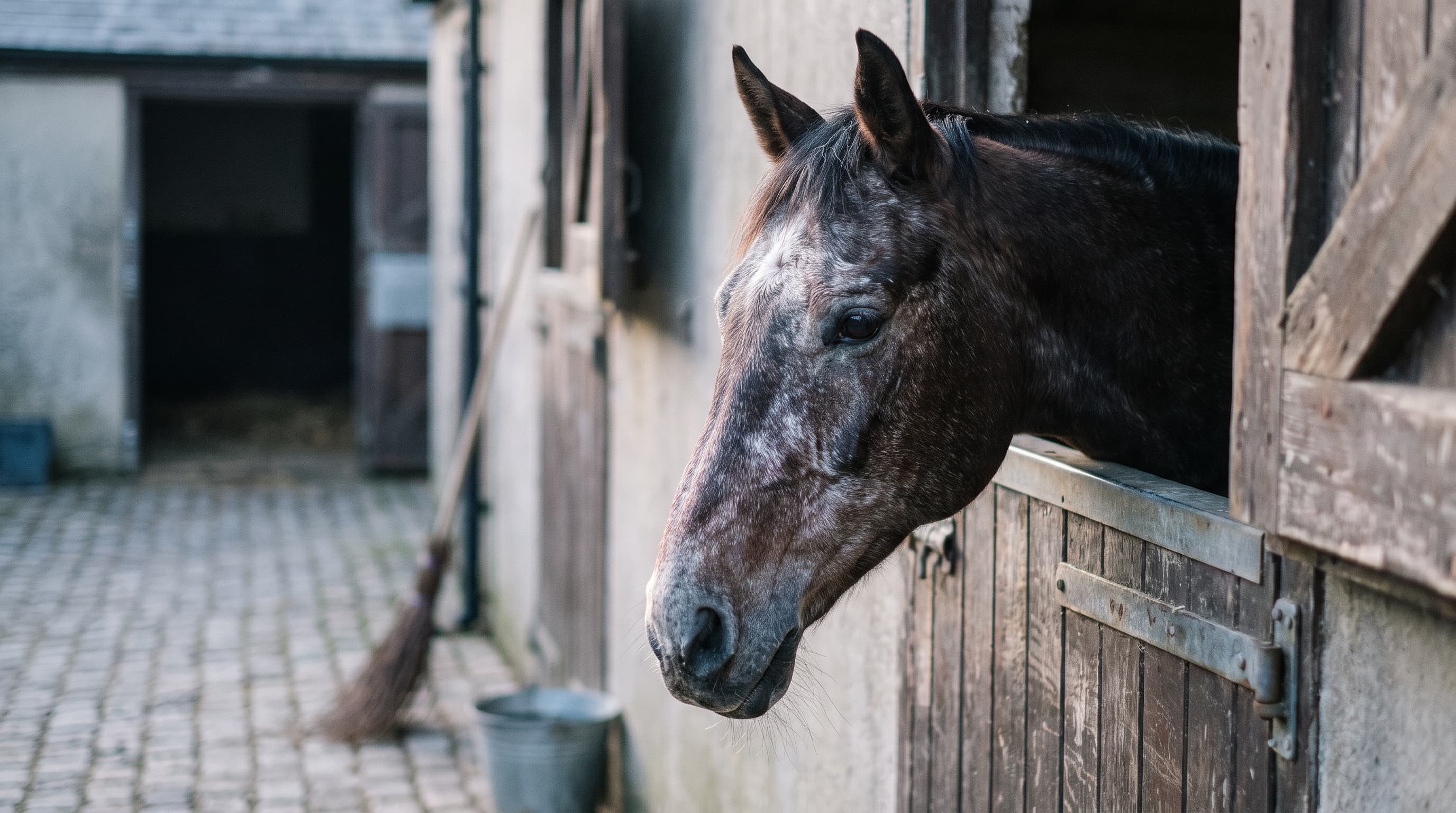Stary skarogniady koń z siwiejącą głową wygląda ponad zniszczonymi drzwiami boksu na brukowany dziedziniec, za nim o ścianę oparte są miotła i wiadro.